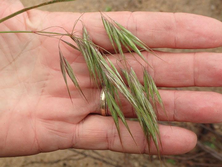 ***PHOTO BY: Ron Vanderhoff*** Cheatgrass is a highly invasive species. It greens up and sets seed earlier than most native species, giving it an advantage over slower-growing native species.