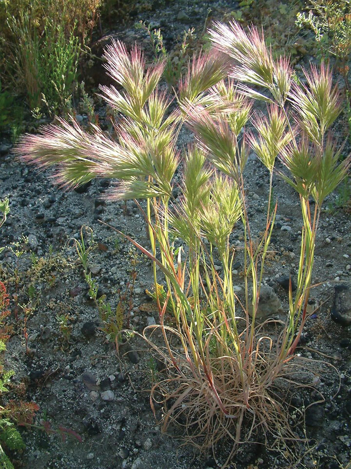 **** PHOTO BY: Bob Case - www.cal-ipc.org  ****   Red brome is spreading rapidly in desert shrublands, pinyon pine-juniper communities, three-needle pine woodlands, and coastal scrub, where it increases fire frequency and converts habitat to annual grassland.