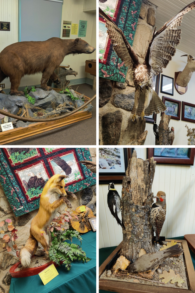 A glimpse into the animals available for viewing inside the Big Pines Visitor Center Museum.