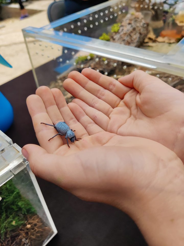 Kids had the opportunity to get up close and personal with this Blue Death Feigning Beetle.