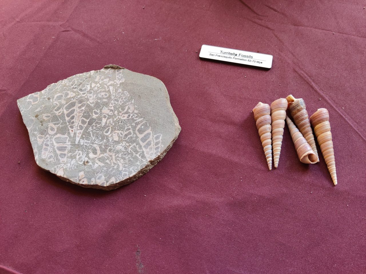 Turritella Fossils - Just one of the may specimens they have on display inside the information center.