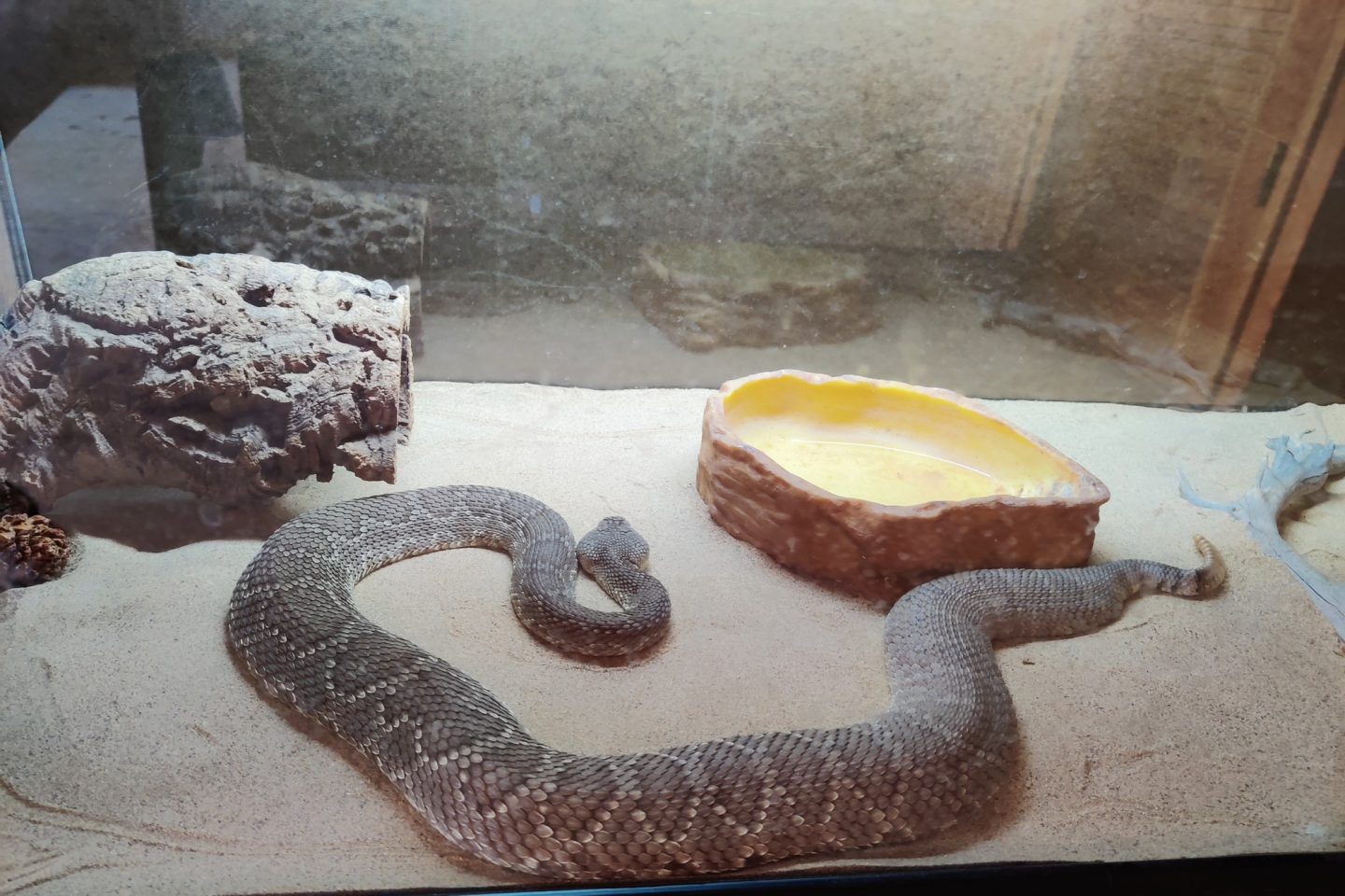 This beautiful rattlesnake is one of many snakes they have available for viewing inside the information center.