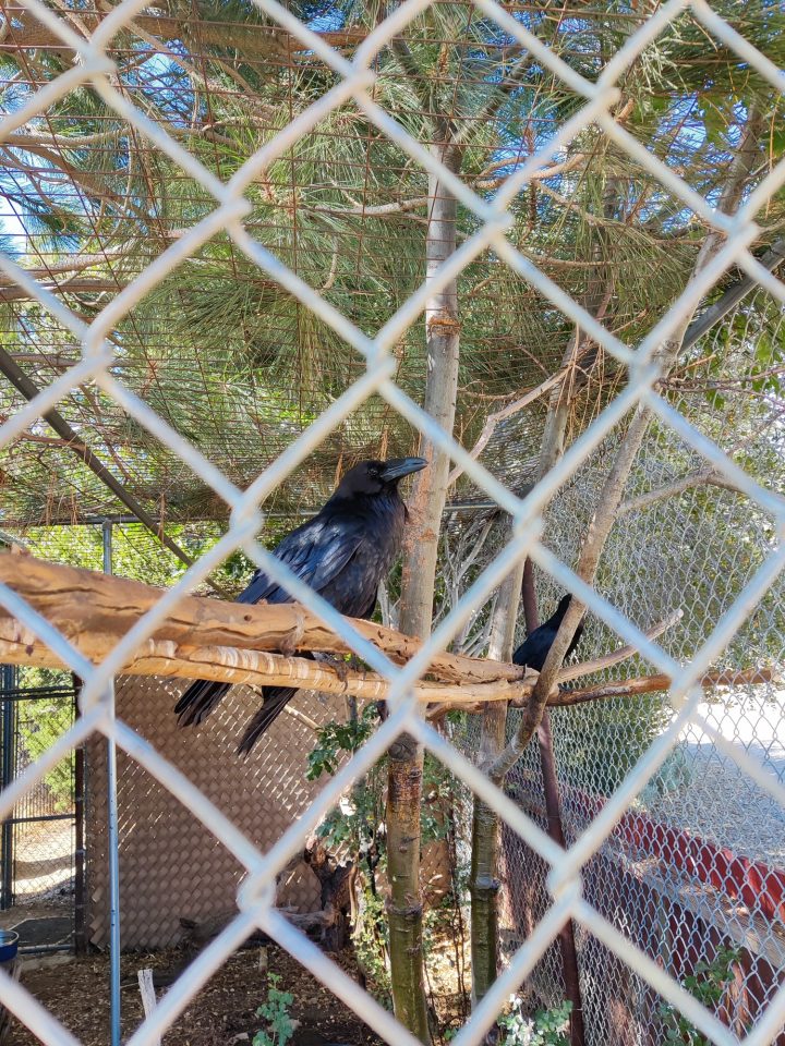 Ravens, Blair and Poe, waiting to greet you as you head towards the information center.