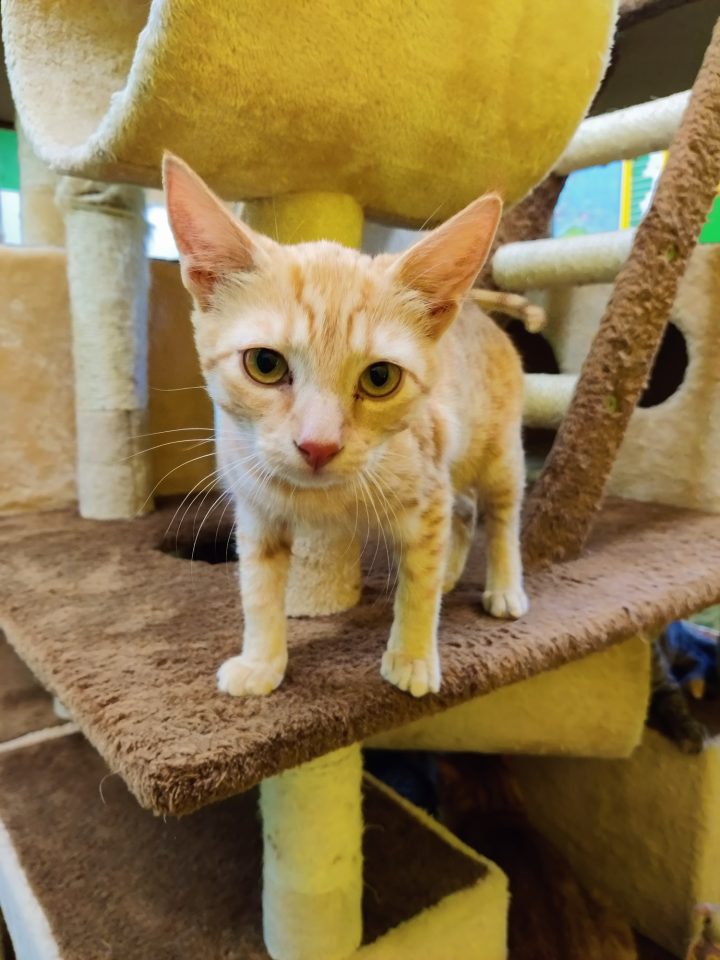 This sweet cat is available for adoption and can't wait to find its furever home.