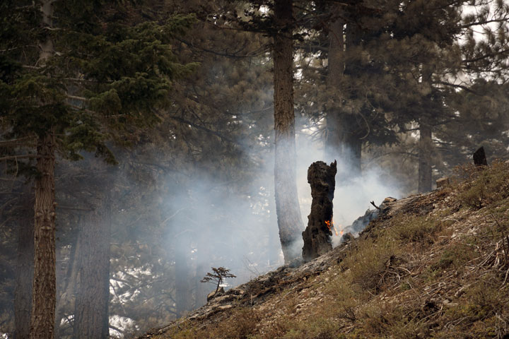 Six days later, this tree is still burning near the cabins at Table Mountain.