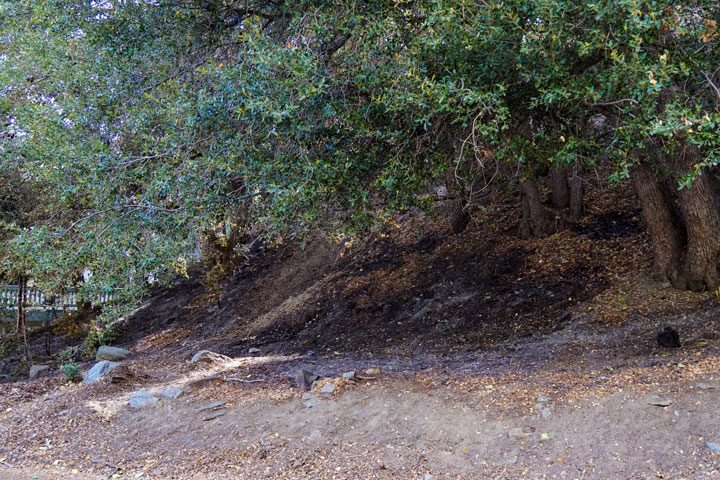 The fire burned down to the road on Lark.