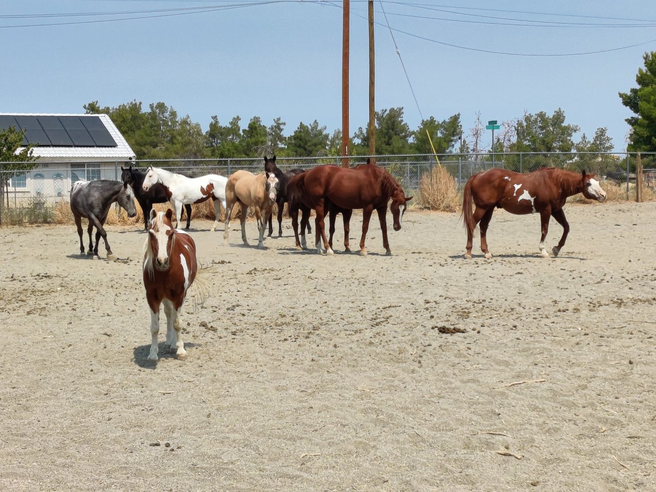 Founder Vena, and her team, jumped into action and were able to help evacuate these horses from Pinon Hills during the Bridge Fire.