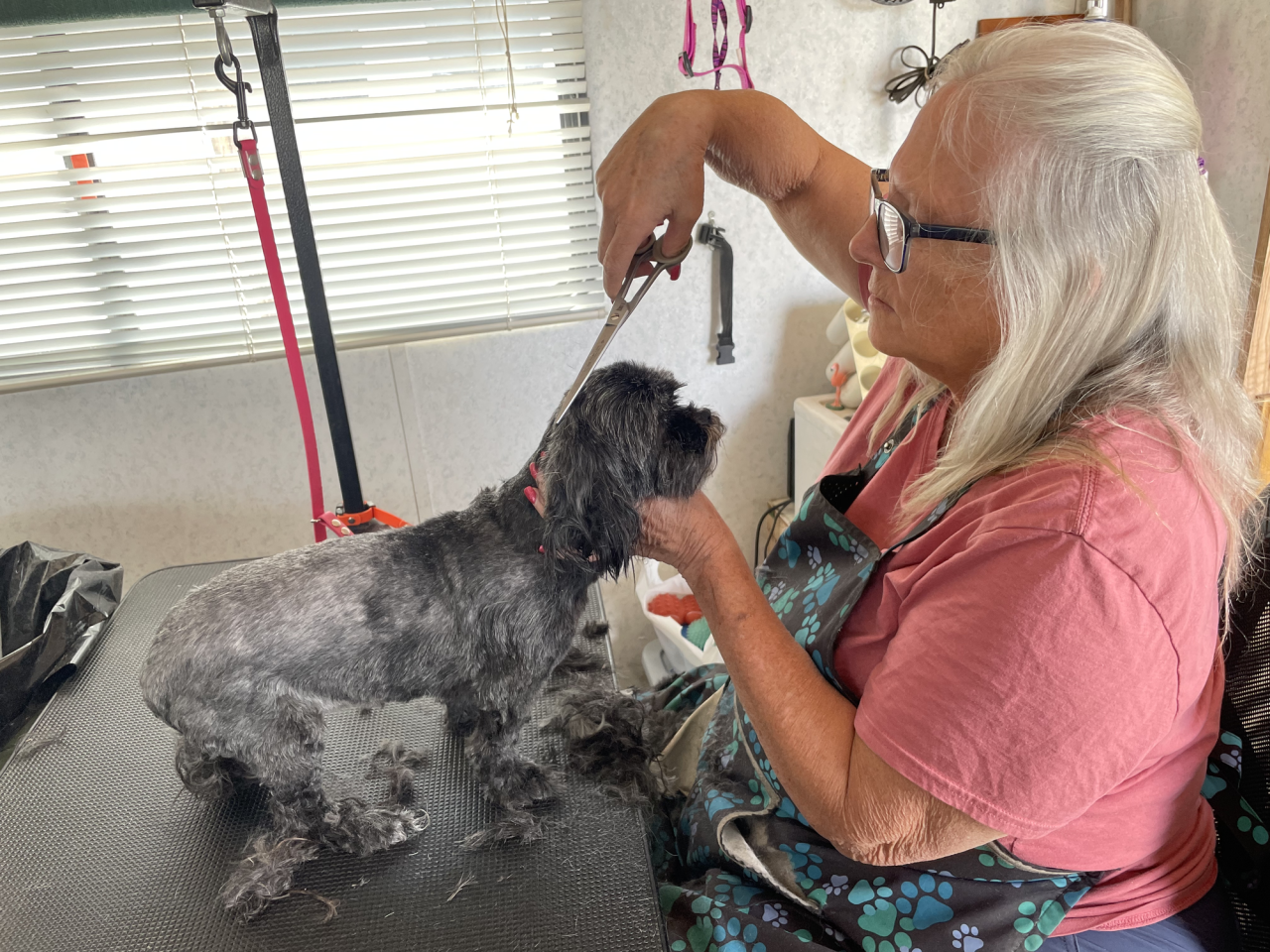 Rosemary Olney patiently grooms pets with care and precision.