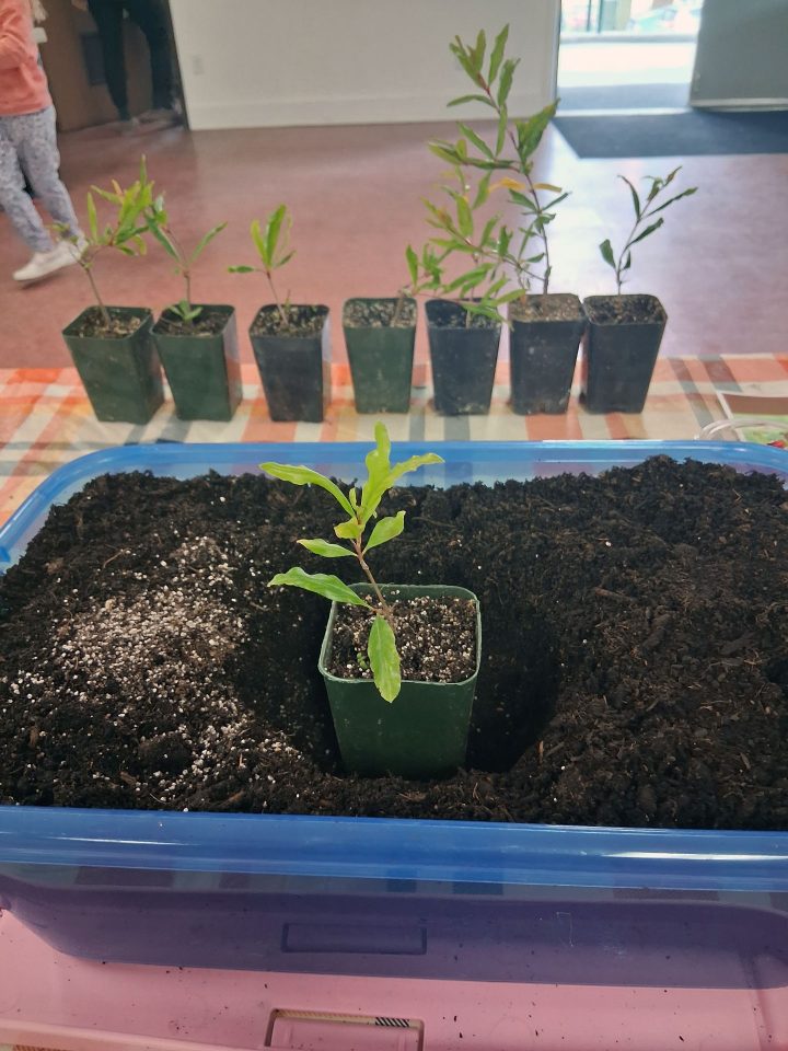 Seedlings provided by Mountain Hardware were placed into the painted flower pots, another project offered to attendees.