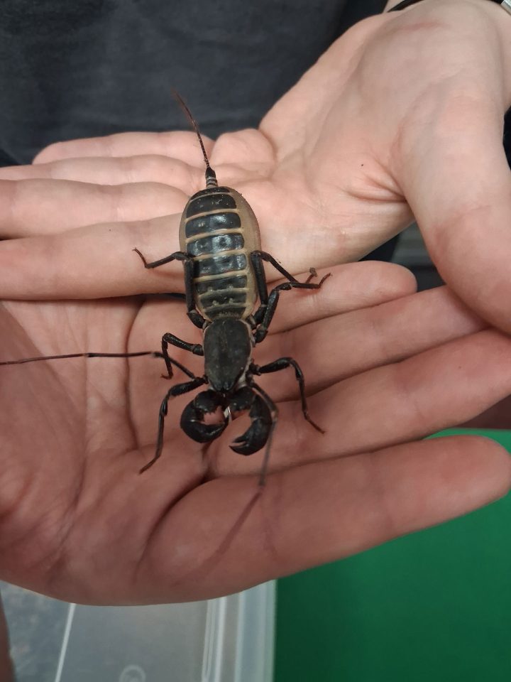 Hmm?  Does this slither or crawl?  I'm going with crawl.  Slithers and Crawls was on hand showing off all things slithering and crawling.