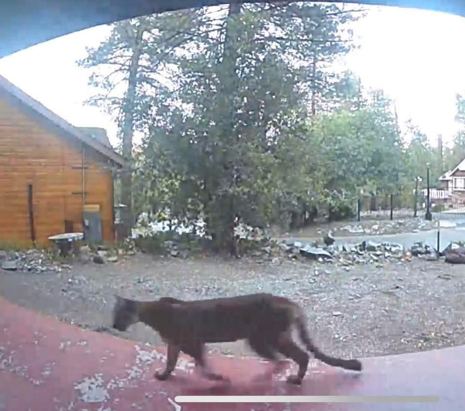 Bears aren't the only wild animals making appearances around Wrightwood.