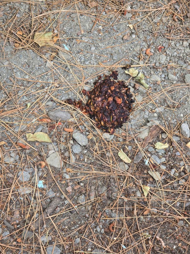 The bear left more than paw prints and puddles during his visit to the cabin.