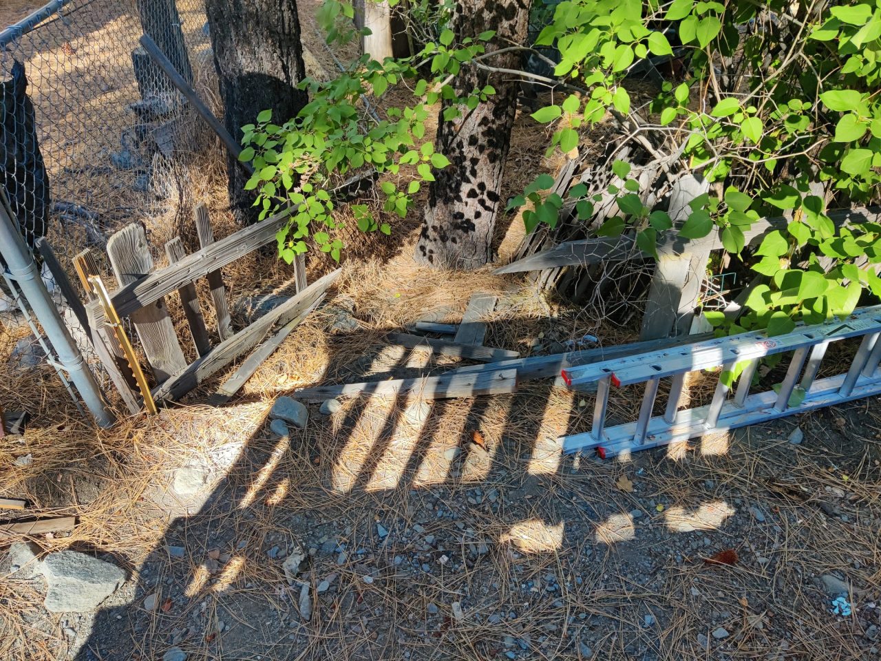 The bear caused a bit more damage on visit number 2, taking down the neighbor's fence.