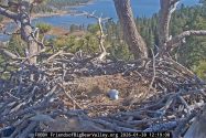 Just In Time For Easter: Jackie and Shadow have produced two new eggs for a second clutch.  Jackie and Shadow lost the first clutch to ravens who raided the nest when the couple were away.  This time around, however, the famous eagle duo seems to be keeping an extra eye out for dangers. Photo credit: Friends of Big Bear Valley