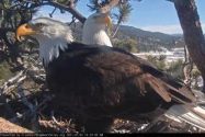 JAN 14, 2021 FROM THE WEBSITE: We are very sad to report that egg #2 was preyed on by ravens this afternoon. The eagles have clearly been focused on something else, we will never know what that may be. The egg having little incubation time was not likely to hatch.  friendsofbigbearvalley.org