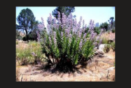 According to the USDA Forest Service, Poodle Dog Bush is found in dense concentrations following fire burned areas. (Photo by Forest Service- USDA)